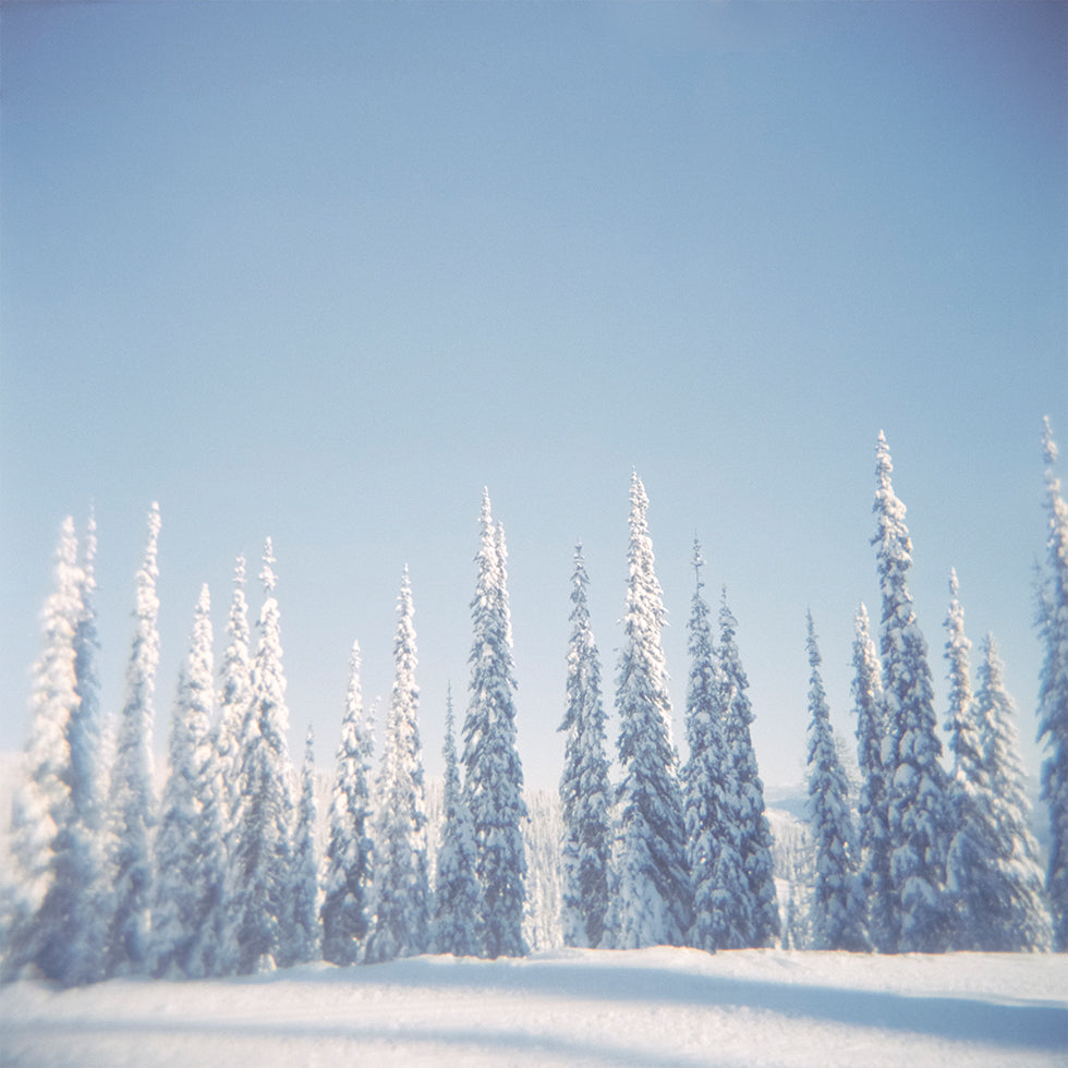 Winter-Kiefern-Poster