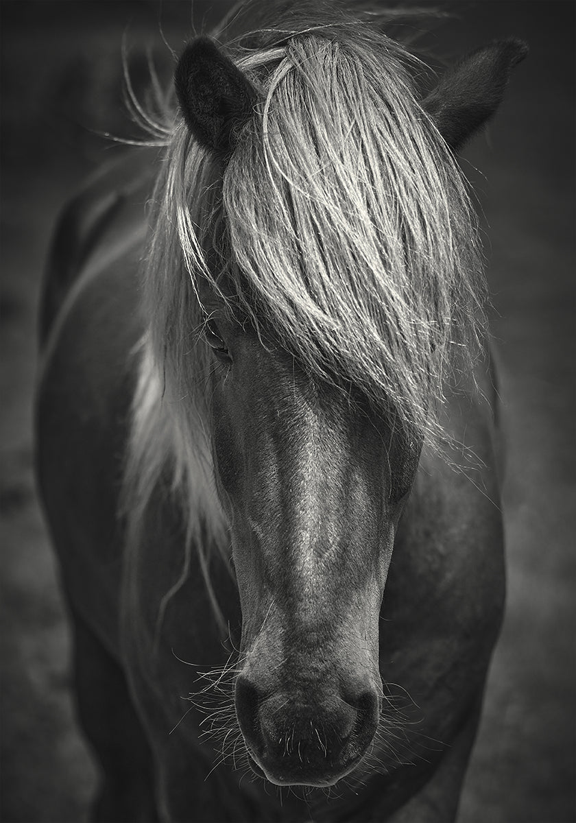 Alpine Surf Dude Poster