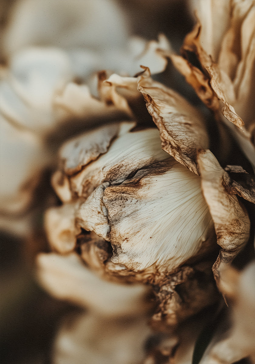 Flüsternde Blütenblätter