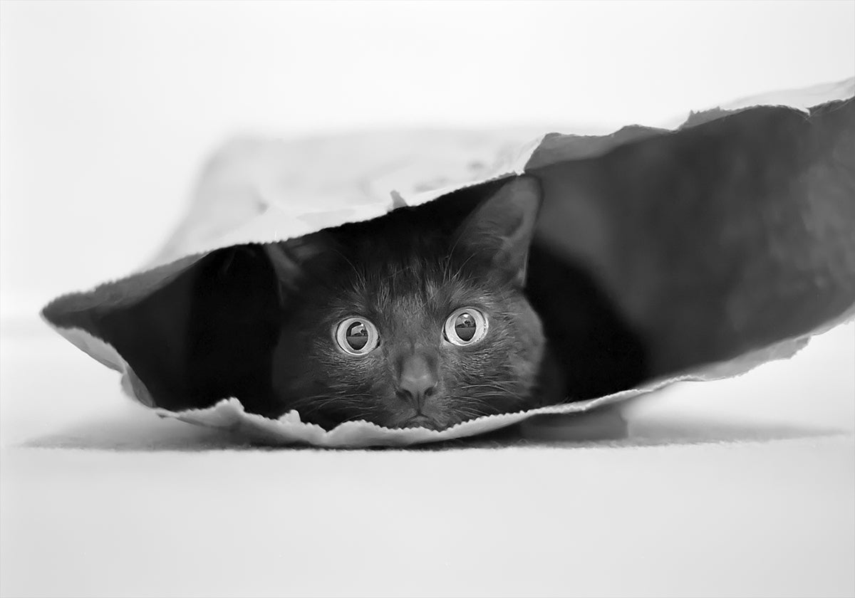 Katze in einer Tasche Poster