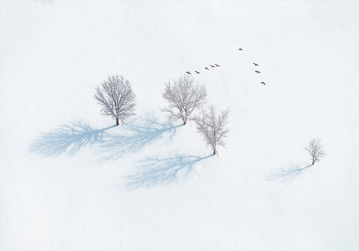 Bäume und Vögel Poster