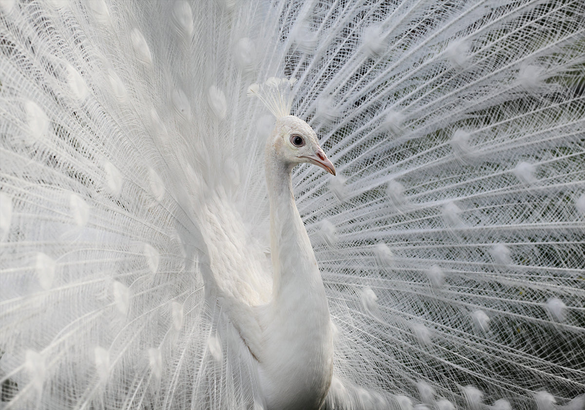 So weiß wie Schnee Poster