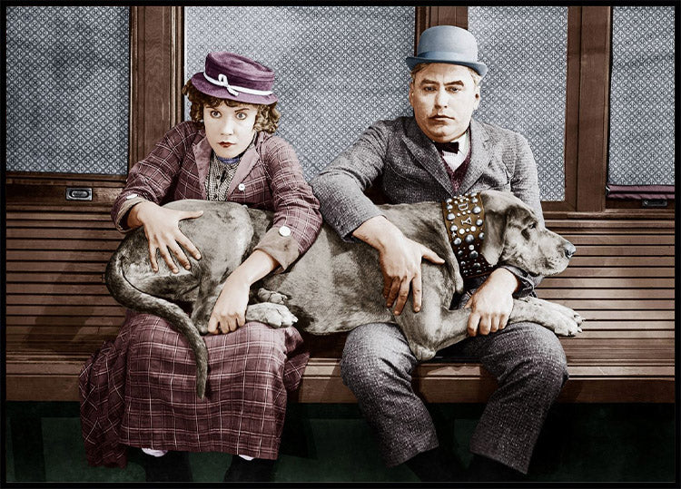 Hund im Schoß Poster - Posterbox.no