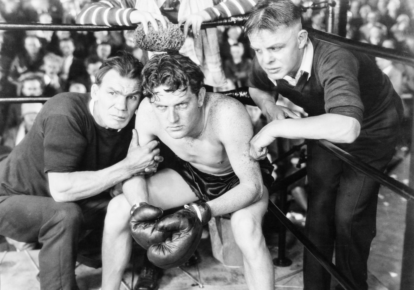 Boxer in der Ecke Poster - Posterbox.no