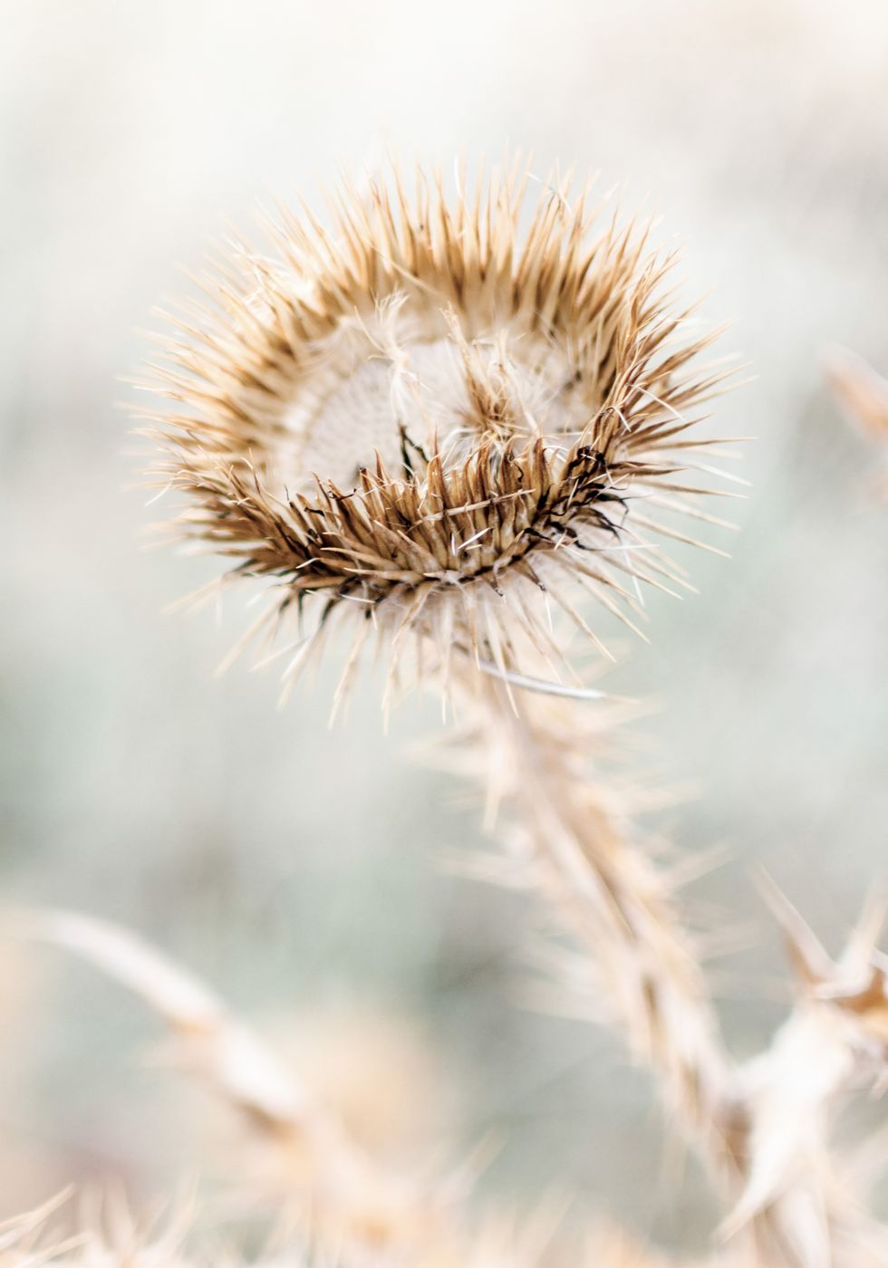 Trockenblumen-Cardo-Poster - Posterbox.no
