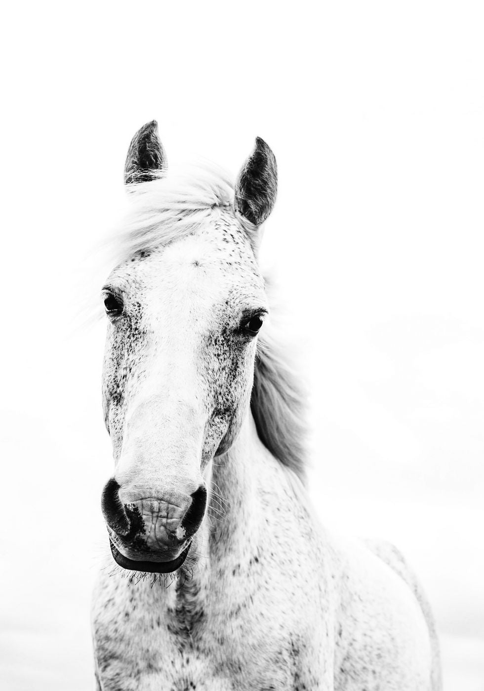 Weißes Pferd Poster - Posterbox.no