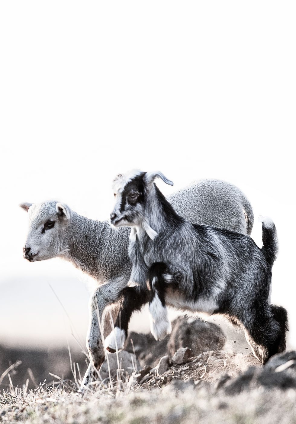 Lamm Poster - Posterbox.no