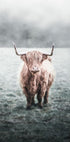 Highland Cow Poster - Posterbox.no