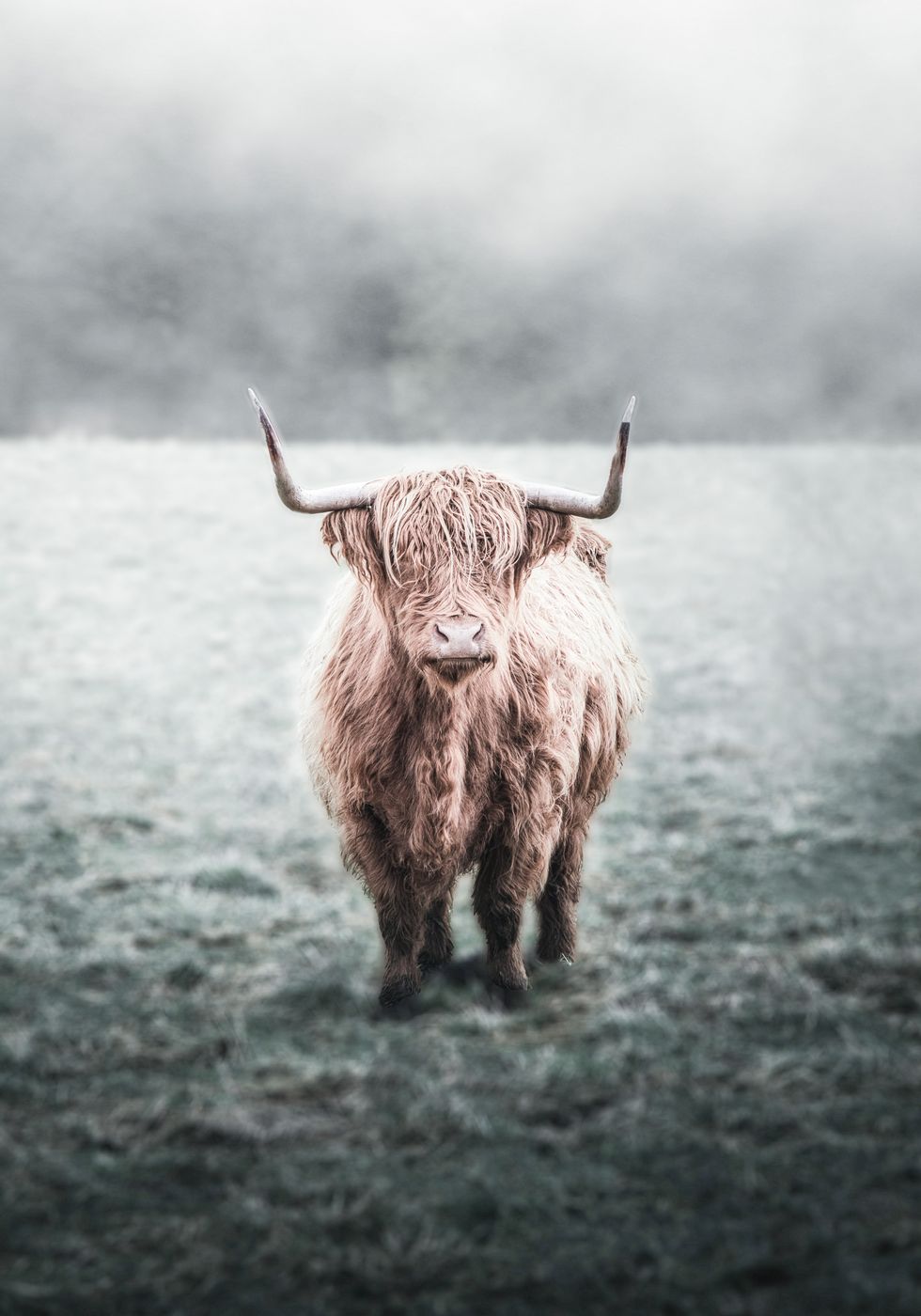 Highland Cow Poster - Posterbox.no