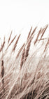 Boho Dried In Nature Poster - Posterbox.no