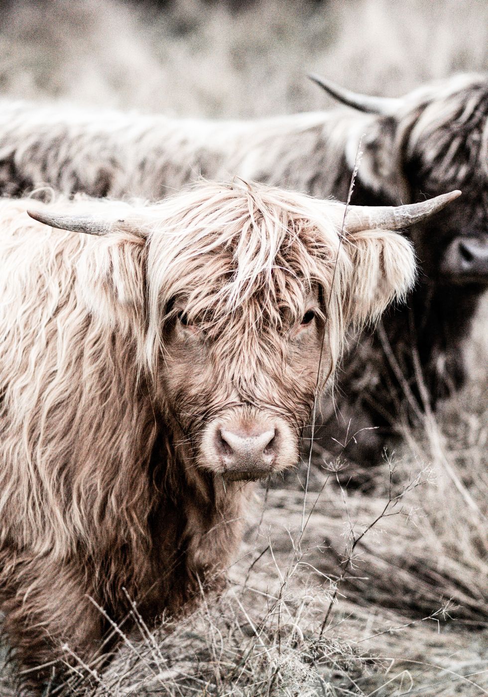 Kuh Nahaufnahme Poster - Posterbox.no