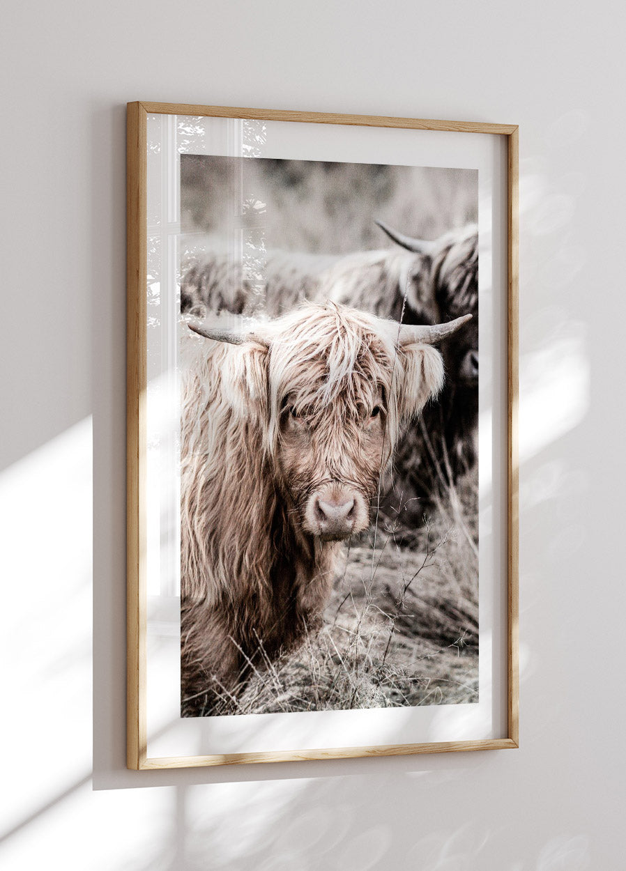 Kuh Nahaufnahme Poster - Posterbox.no