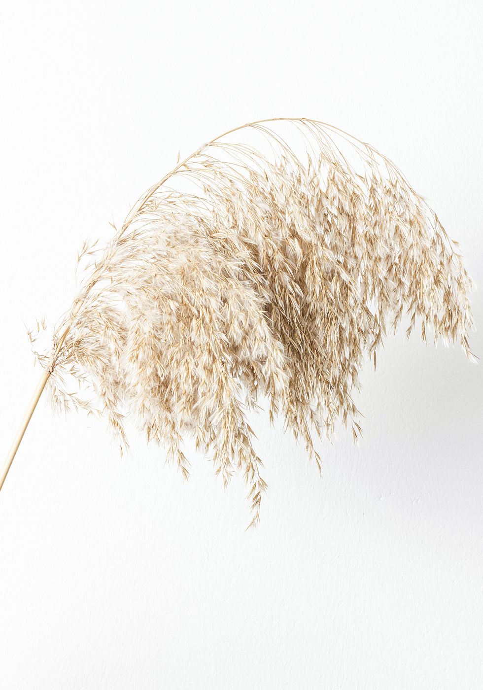 Boho Dried in Nature Poster - Posterbox.no