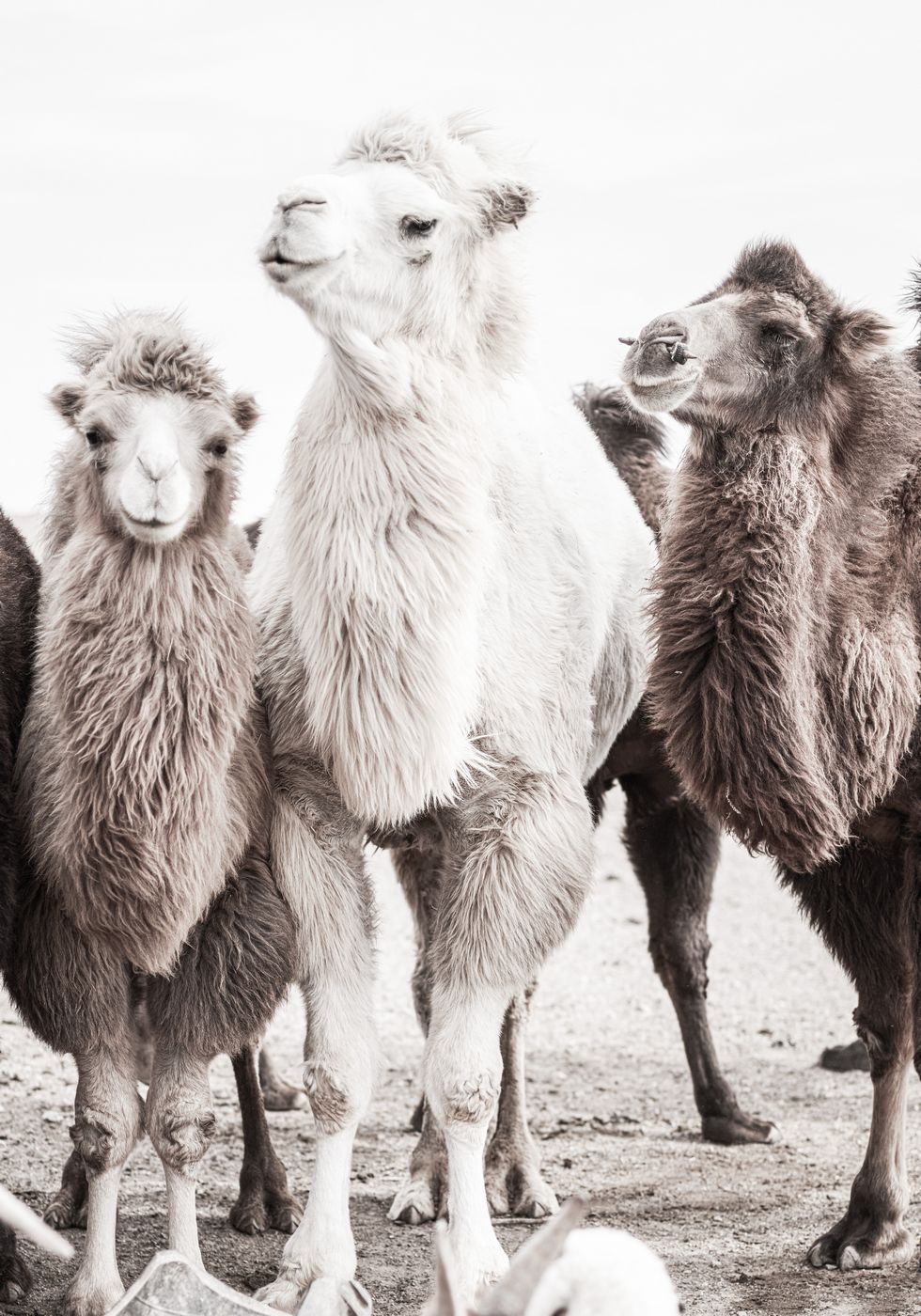 Kamele in der Wüste Poster - Posterbox.no