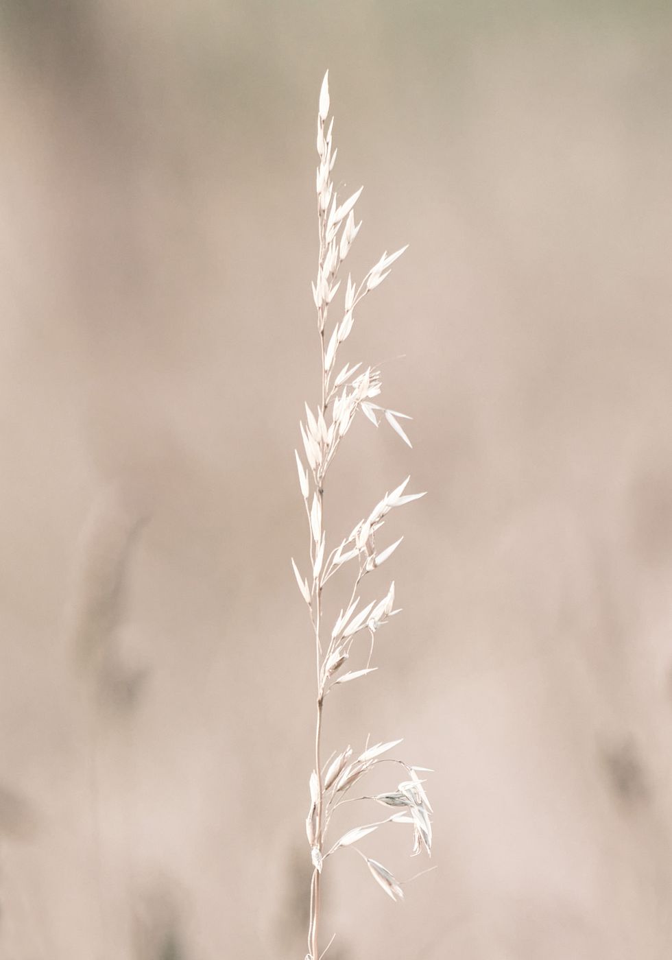 Getrocknete Naturfreuden Poster - Posterbox.no