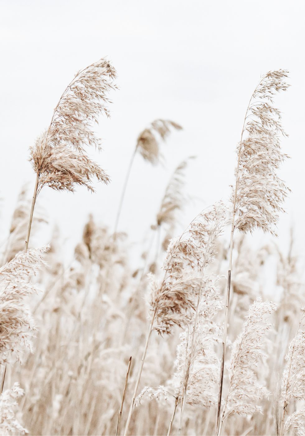 Boho Trockenblumen Poster - Posterbox.no