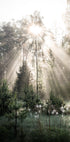 Sonnenstrahlen im Wald Sunshine Forest Poster - Posterbox.no