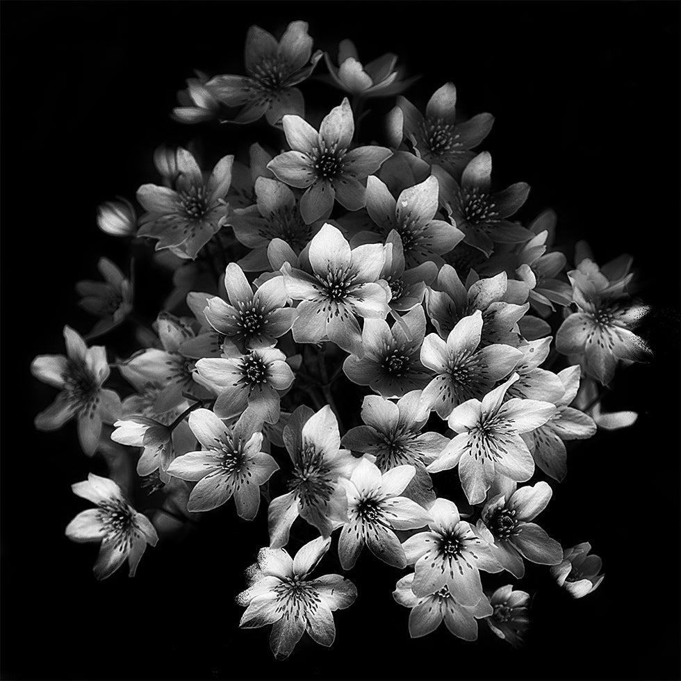 Frühes Sensationsplakat