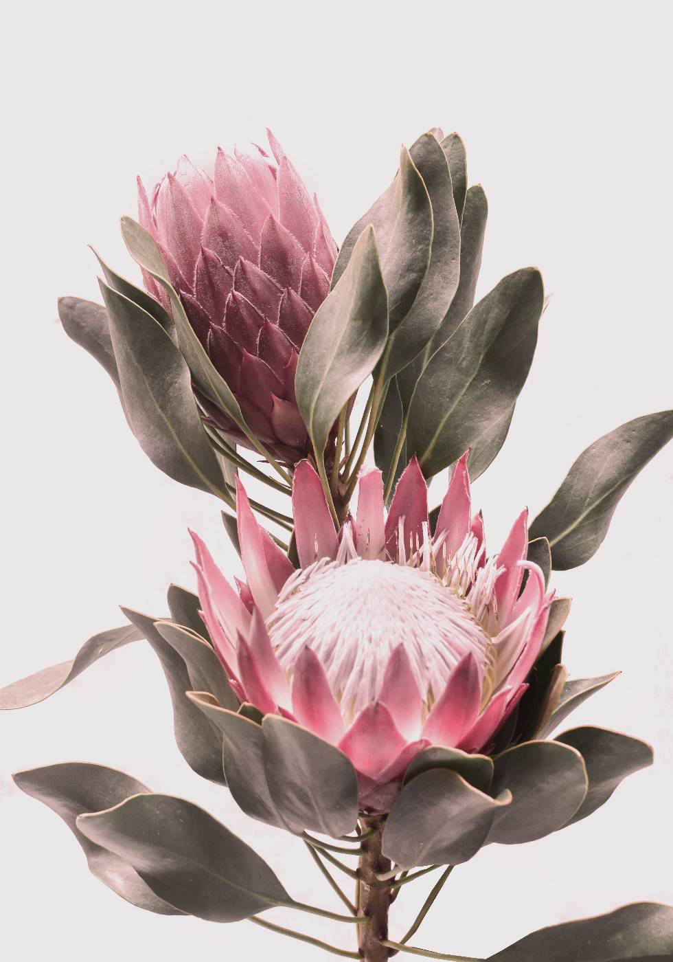 Protea Flowers Poster - Posterbox.no