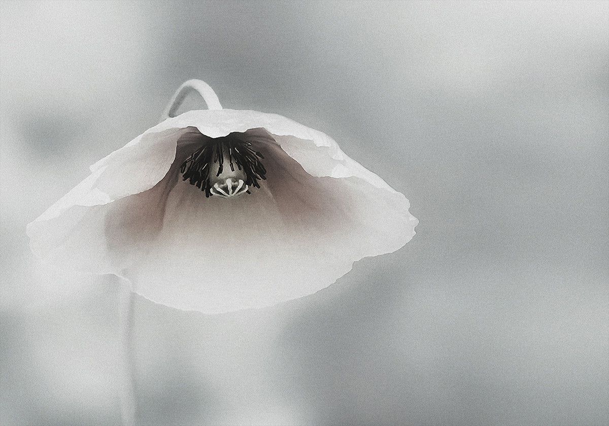 Vergängliche Schönheit