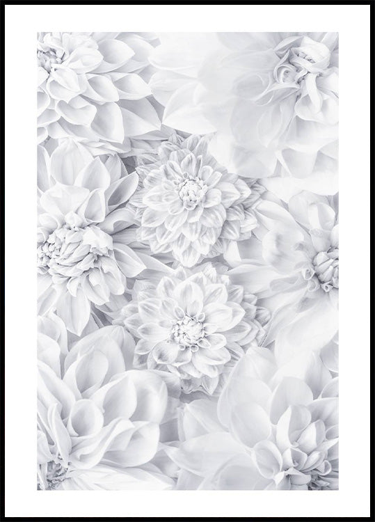 White Calm Flowers Poster - Posterbox.no