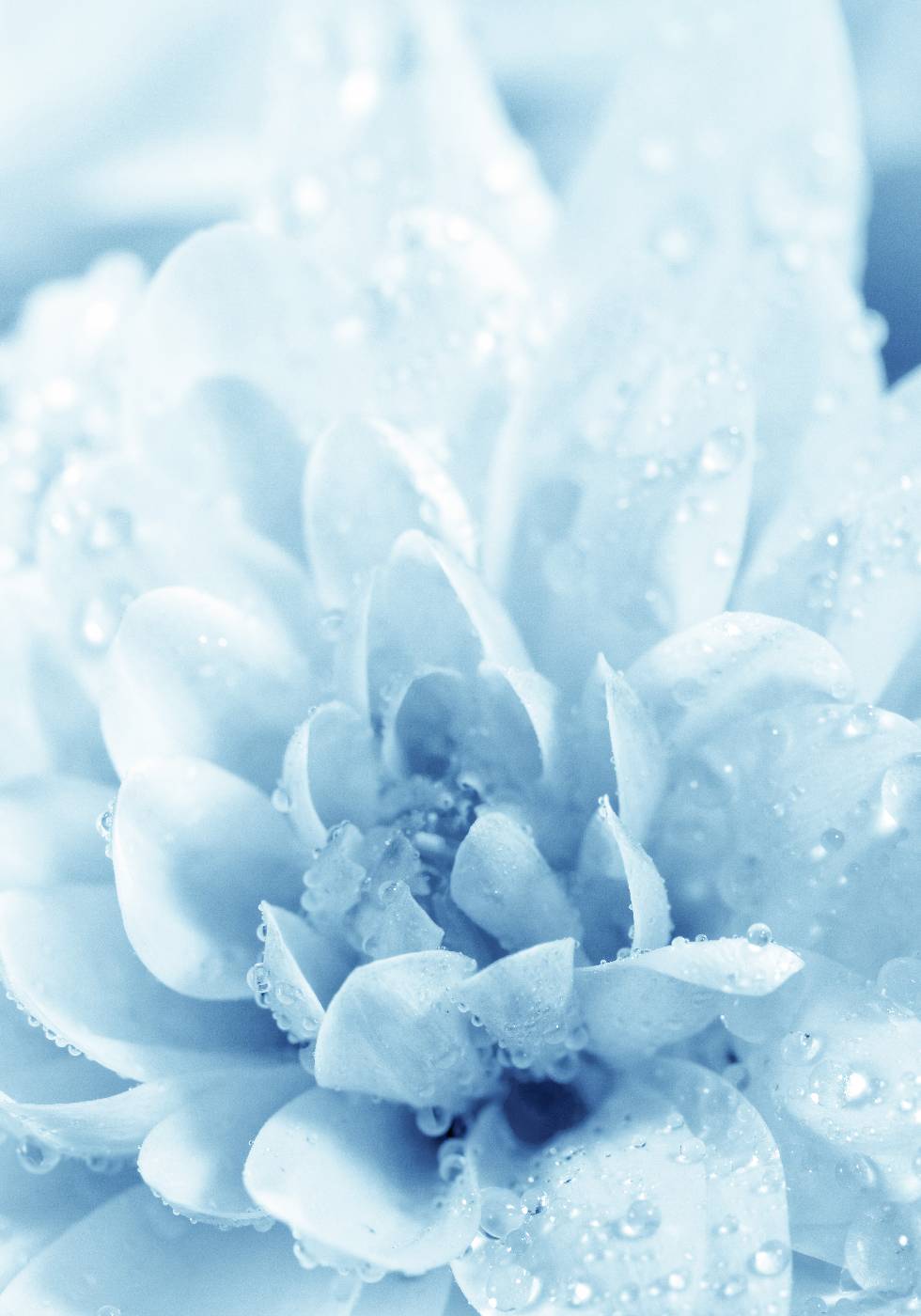 Blaue Blumen Poster - Posterbox.no