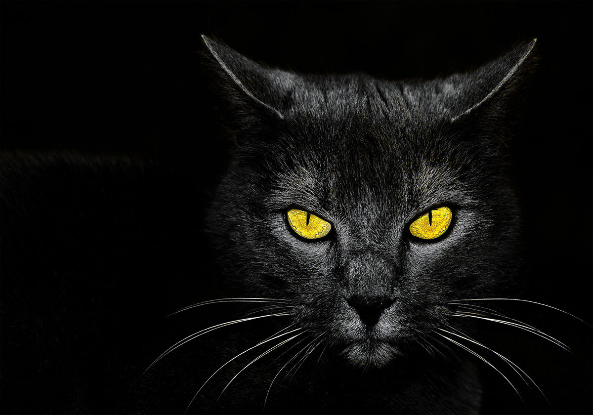 Schwarzes Katzenplakat