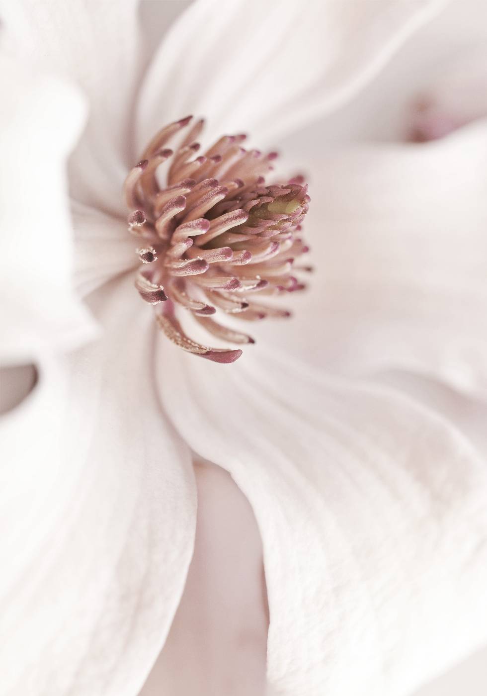 Beiges Magnolien-Poster - Posterbox.no