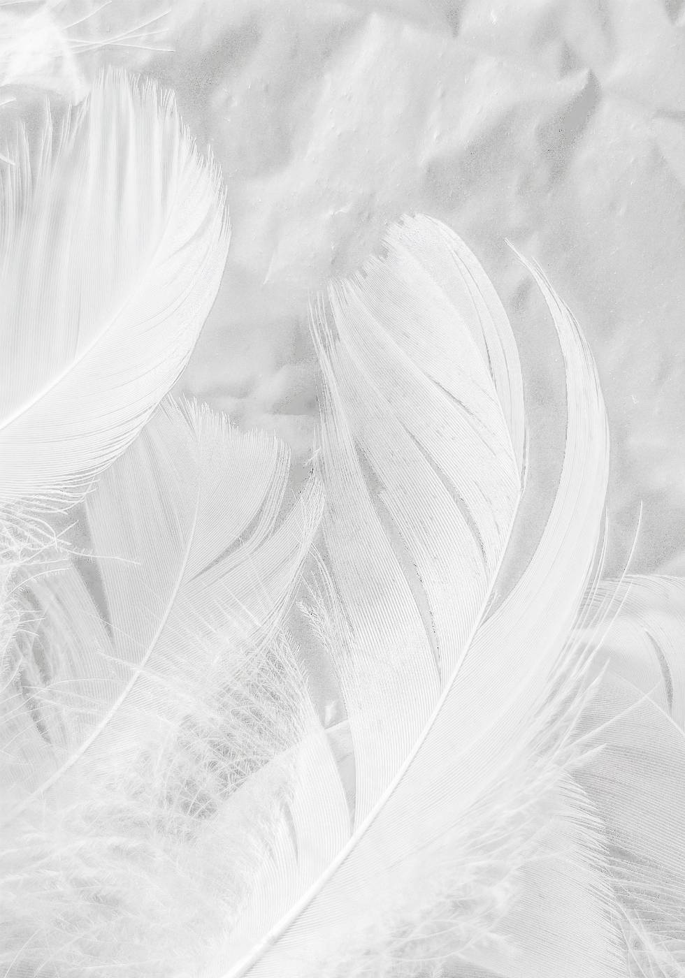 Soft Feather Poster - Posterbox.no