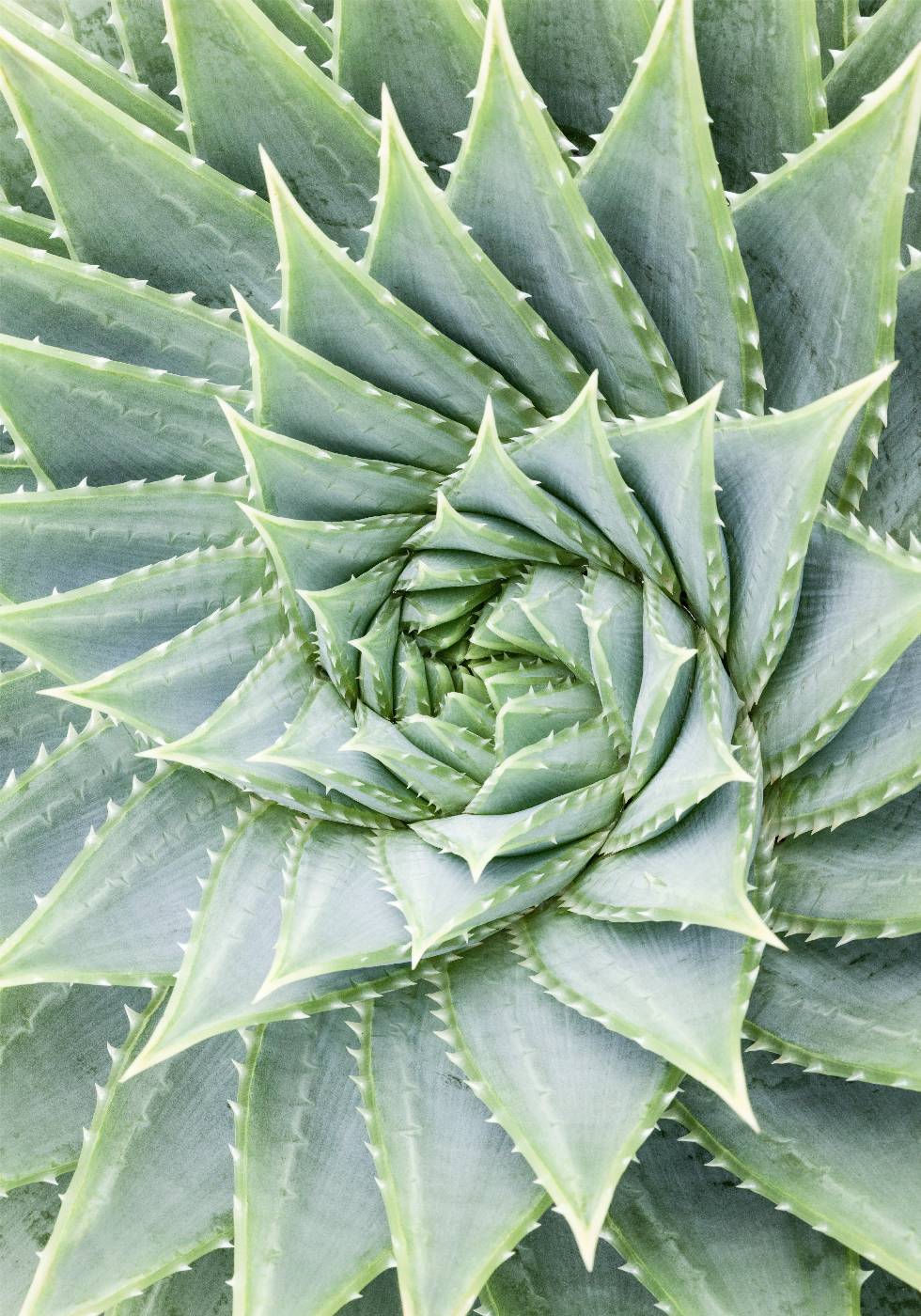 Aloe Vera Pflanzenposter - Posterbox.no