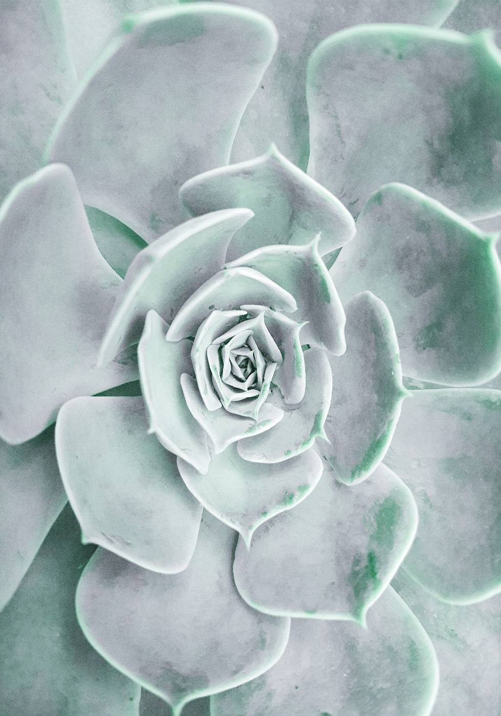 Blumen-Kaktus-Sukkulenten-Poster - Posterbox.no