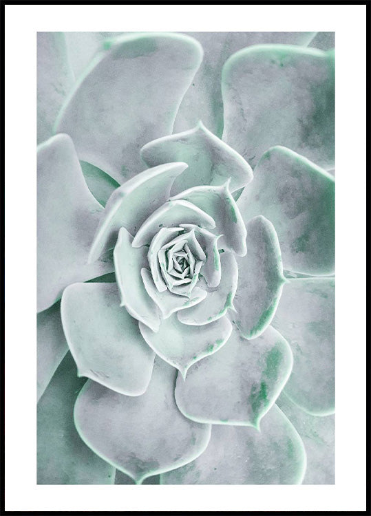 Blumen-Kaktus-Sukkulenten-Poster - Posterbox.no