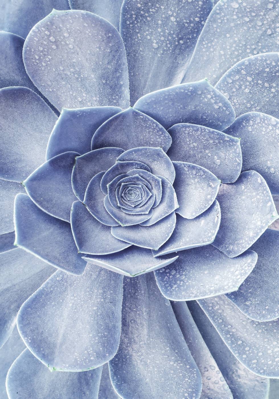 Blauer Blumenkaktus-Poster - Posterbox.no