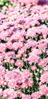 Pink Mums Poster - Posterbox.no
