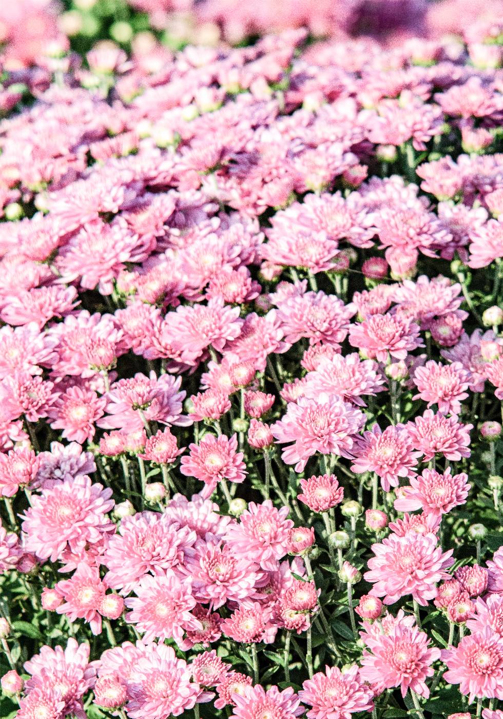 Pink Mums Poster - Posterbox.no