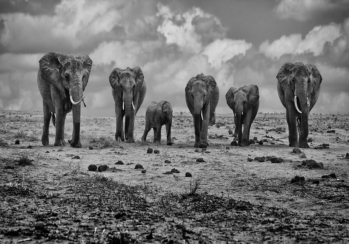 Großes Familienplakat