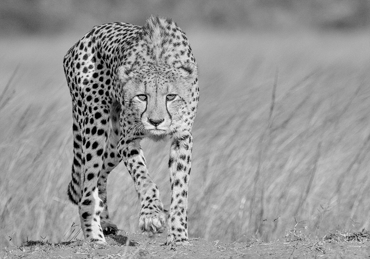 Konzentriertes Raubtier