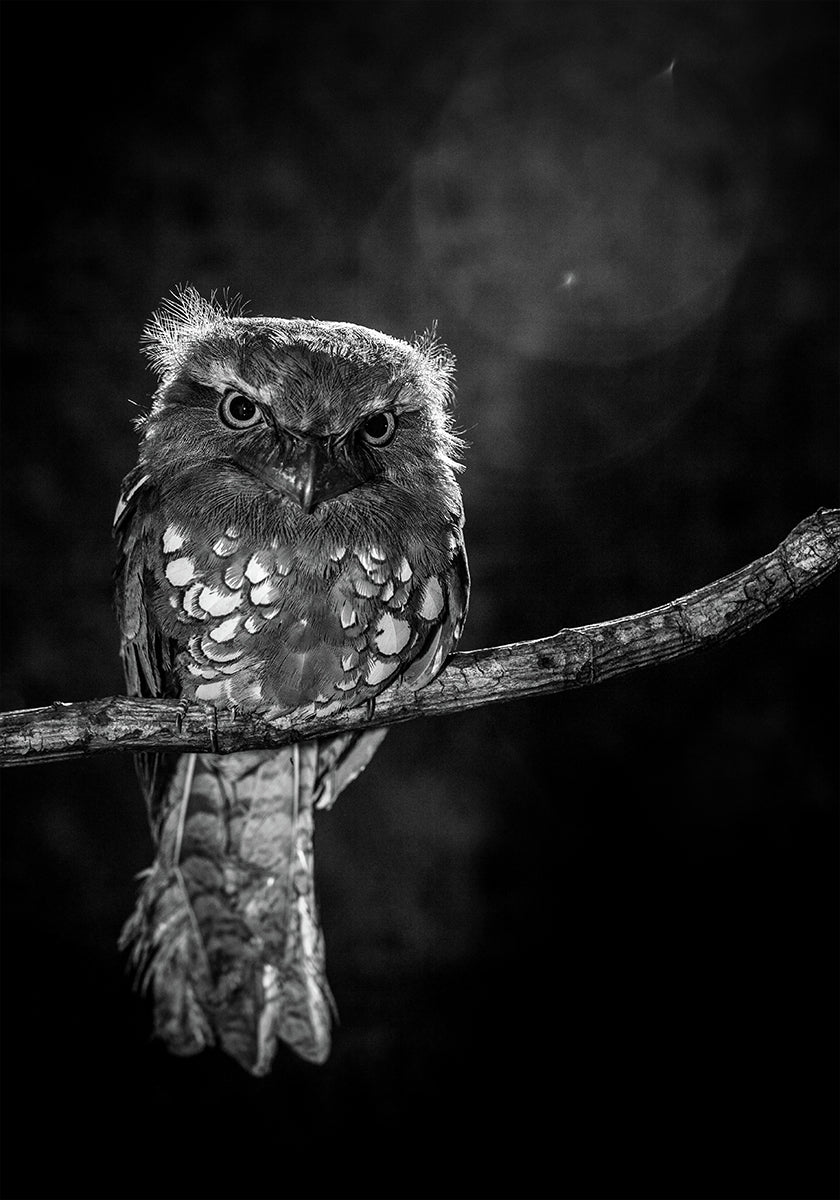 Allein in der Nacht Poster