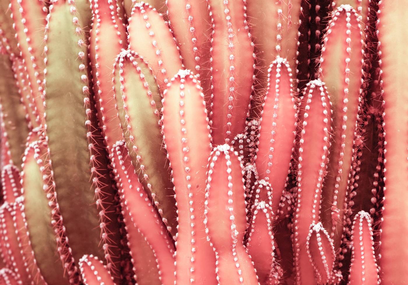 Feenrotes Kaktuspflanzen-Poster - Posterbox.no