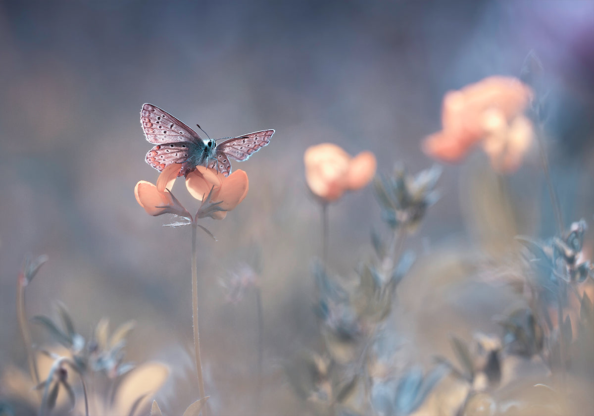 Die Dame von Lothlorien