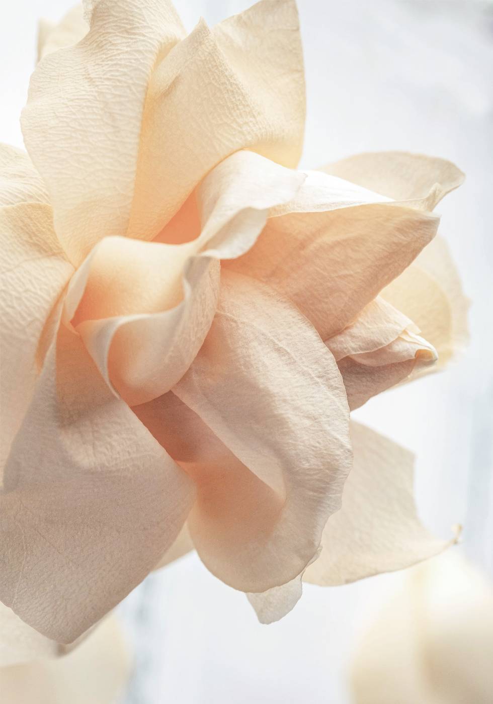 Beige Rose Poster - Posterbox.no