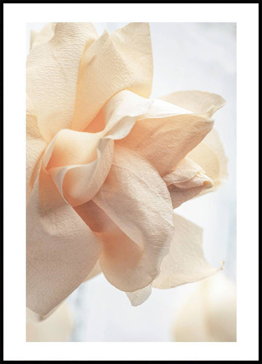 Beige Rose Poster - Posterbox.no