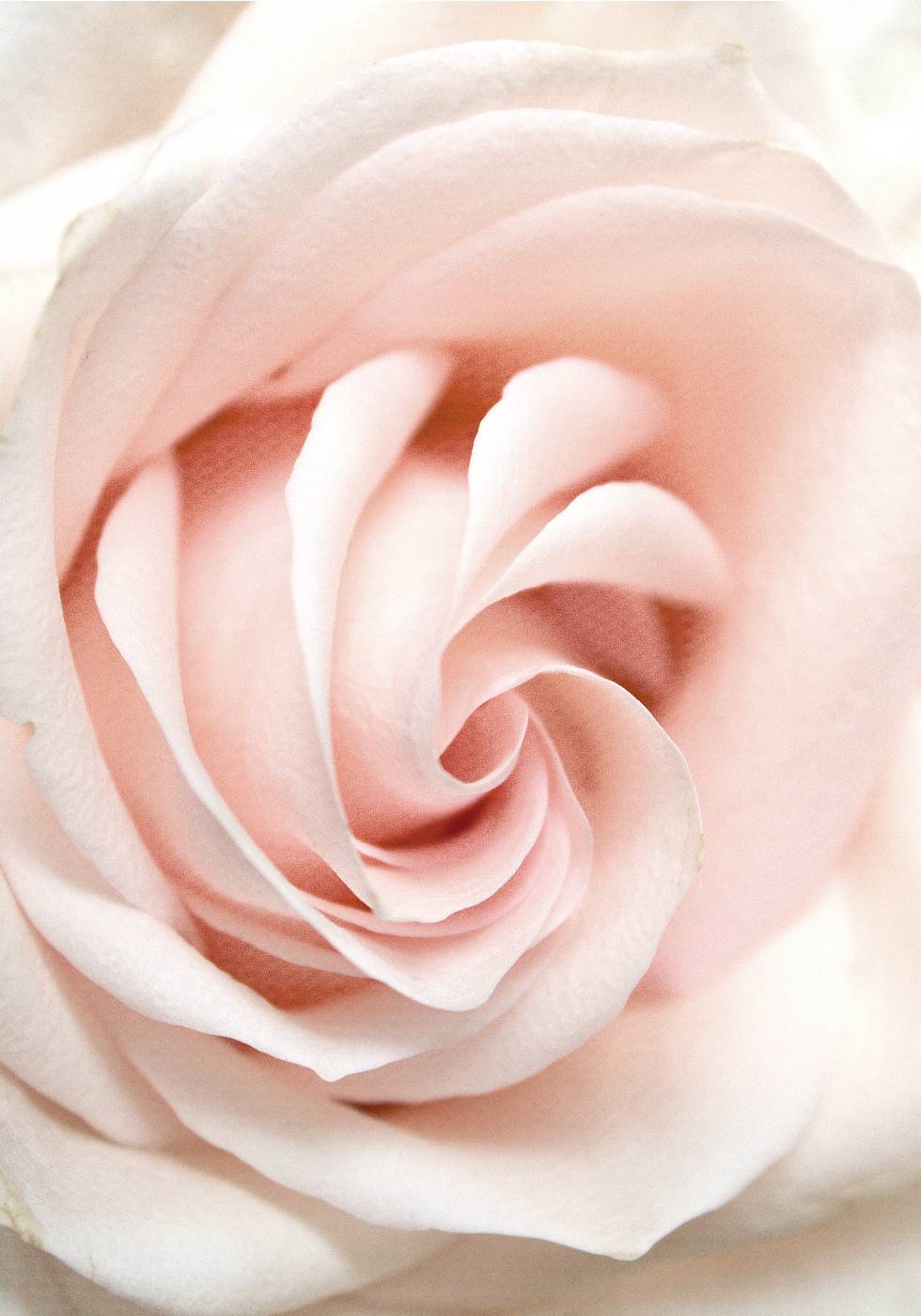 Rosenblumen-Poster - Posterbox.no