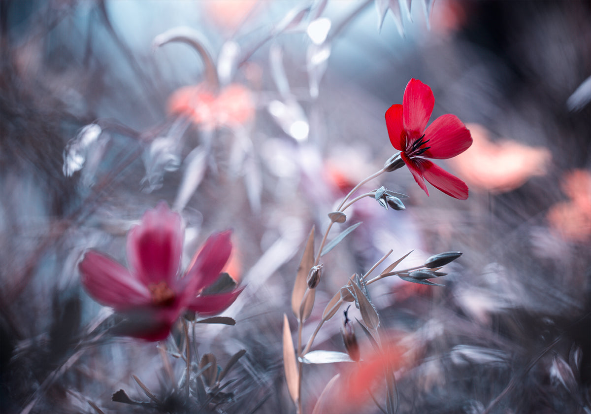 Eine Blume, eine Geschichte