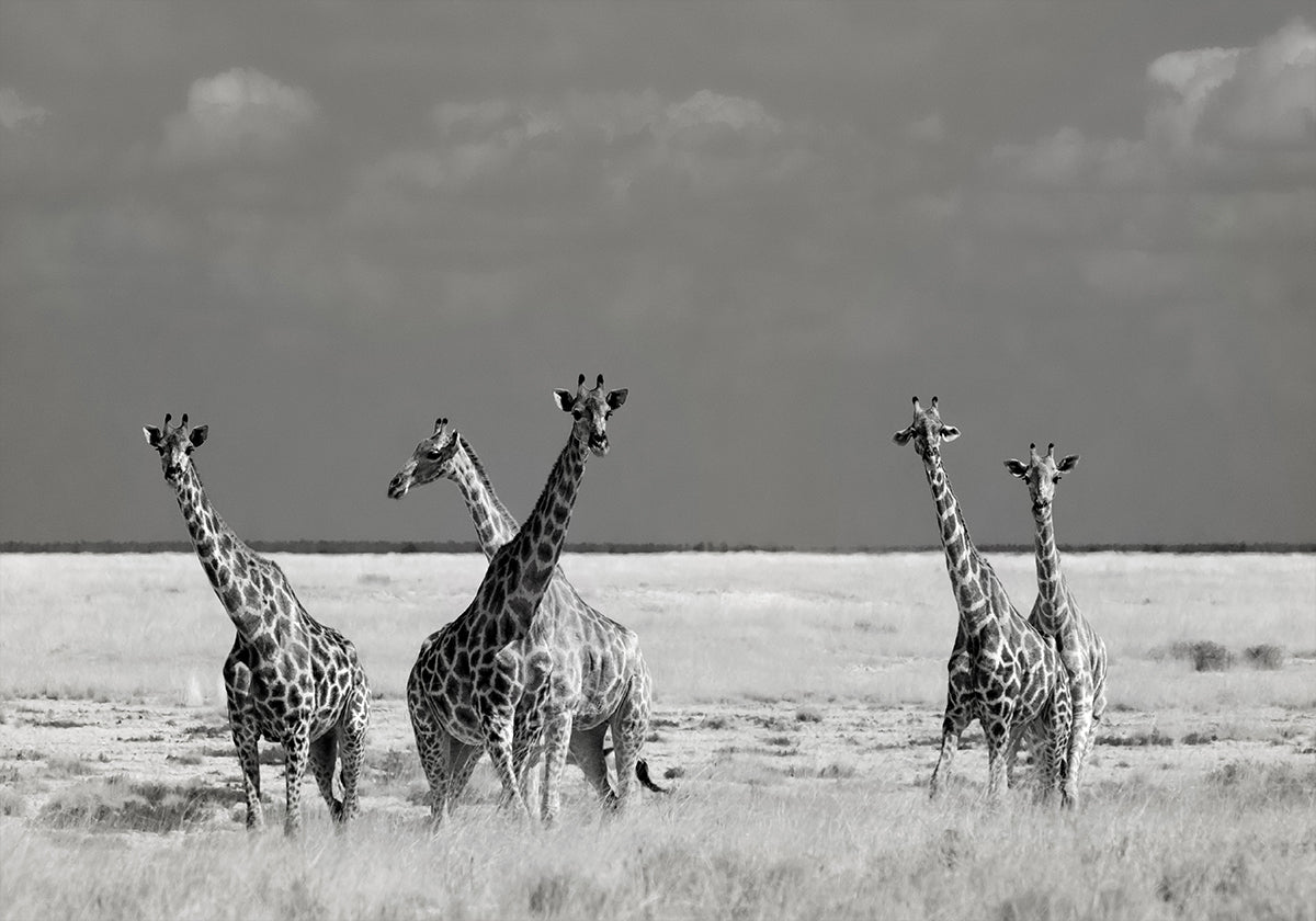 Schau, Mädchen, seltsame Tiere