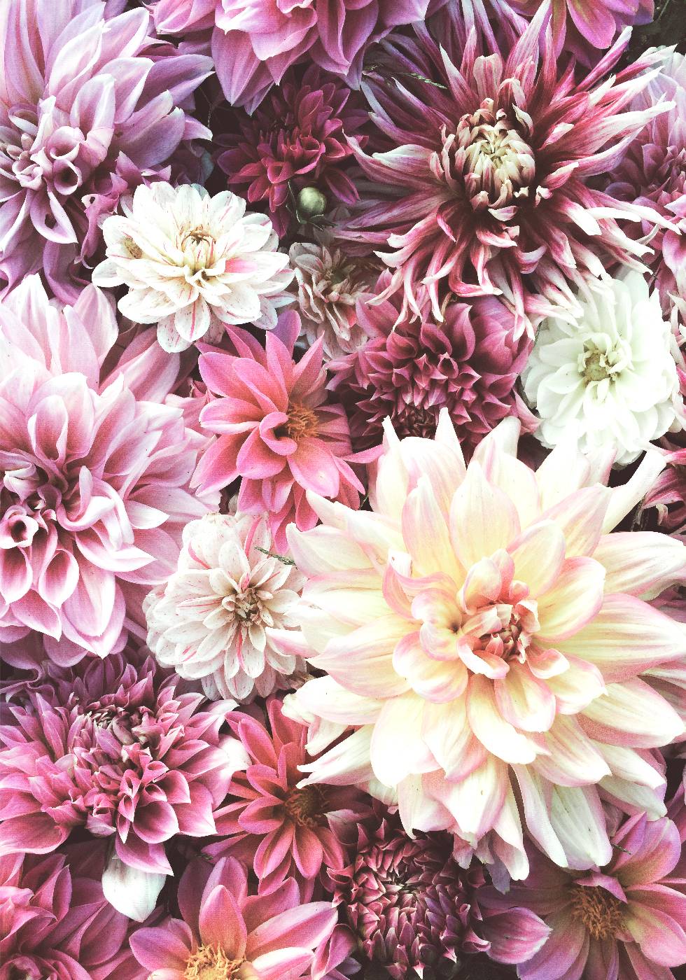 Blumen in Rosa Poster - Posterbox.no