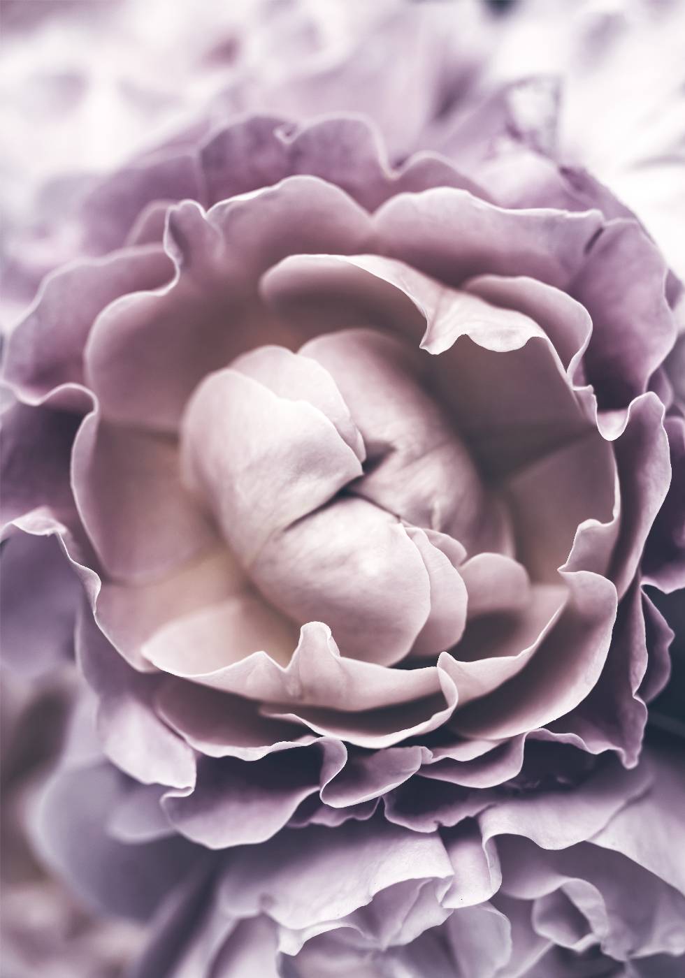 Lila Rose Poster - Posterbox.no