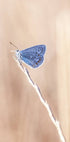 Blauer Ikarus-Schmetterling auf Blatt Poster - Posterbox.no