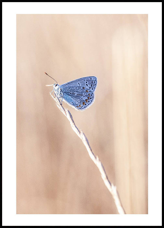 Blauer Ikarus-Schmetterling auf Blatt Poster - Posterbox.no