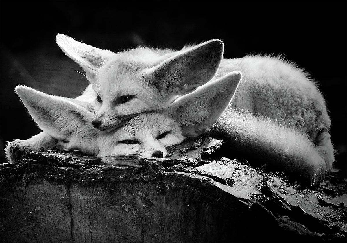 Das glückliche Paar